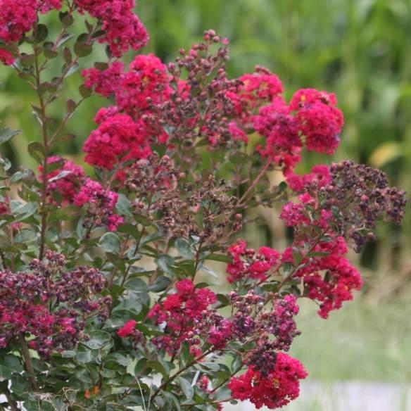 Lagerstroemia Indiya Charms Braise d’Eté® - Pépinière La Forêt