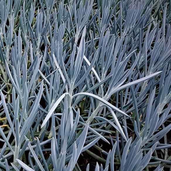 Senecio mandraliscae Doigt Bleu - Pépinière La Forêt