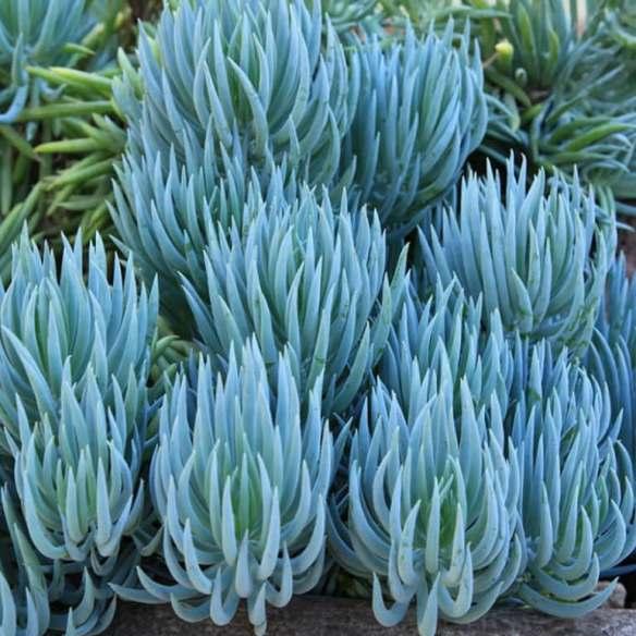 Senecio mandraliscae Doigt Bleu - Pépinière La Forêt