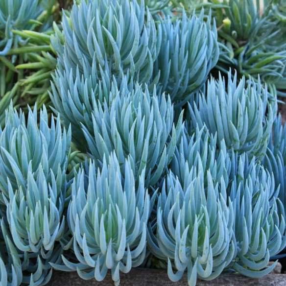 Senecio mandraliscae Doigt Bleu - Pépinière La Forêt