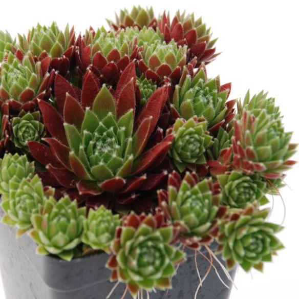 Sempervivum Chick Charms Cinnamon Stardust® - Pépinière La Forêt