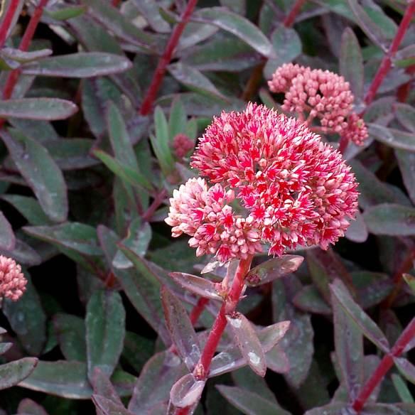 Sedum telephium Marina®  - Pépinière La Forêt