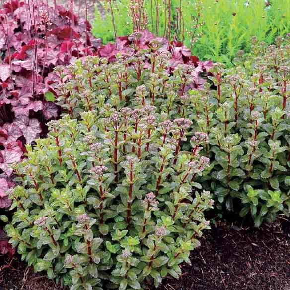 Sedum telephium Double Martini® - Pépinière La Forêt