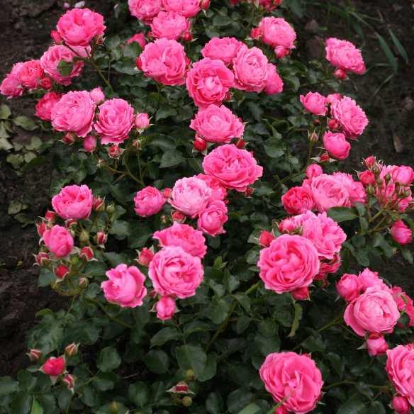 Rosa K Moin Moin® Patio Rose - Pépinière La Forêt