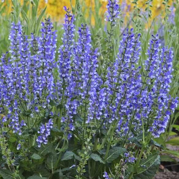 Salvia Azure Snow (Color Spires) ® - Pépinière La Forêt