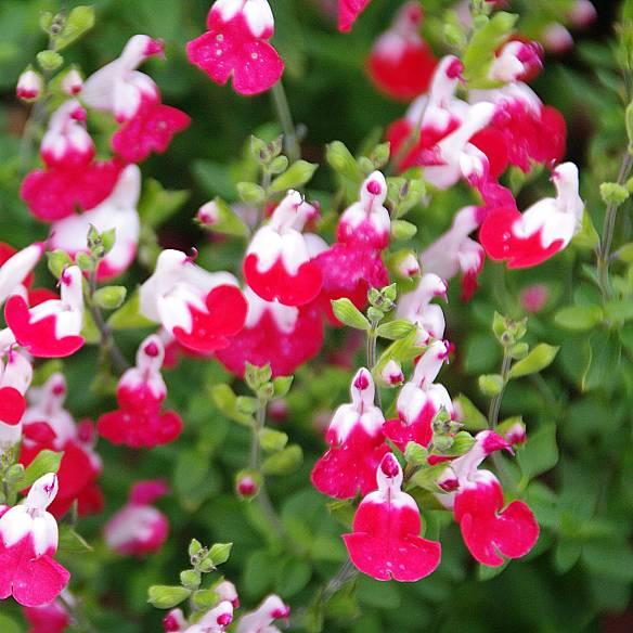 Salvia Pink Lips® - Pépinière La Forêt