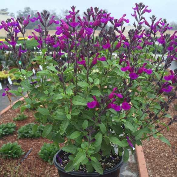 Salvia Ignition Purple® - Pépinière La Forêt