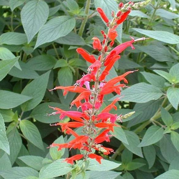 Salvia rutilans Pino ananas - Pépinière La Forêt