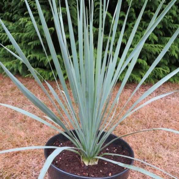 Yucca rostrata Sapphire Skies® - Pépinière La Forêt