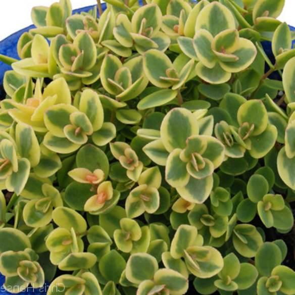 Sedum cauticola SunsSparkler Lime Twister® - Pépinière La Forêt