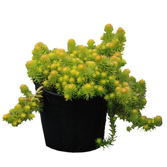 Sedum SunsSparkler Angelina Tea Cup® - Pépinière La Forêt