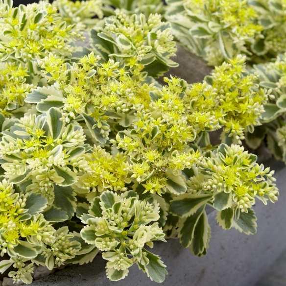 Sedum tekesimense Atlantis® - Pépinière La Forêt