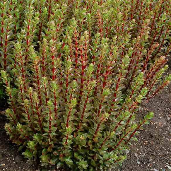 Sedum telephium Double Martini® - Pépinière La Forêt