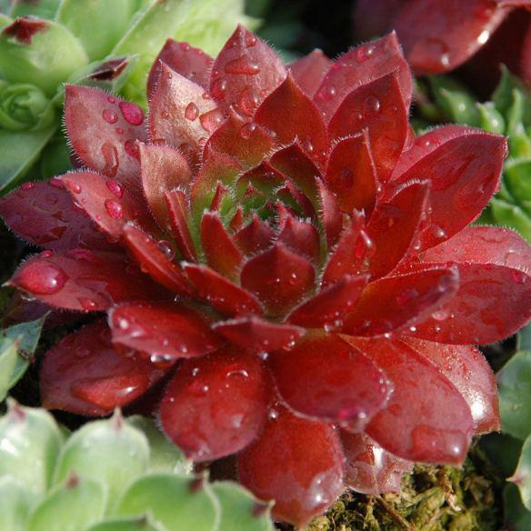 Sempervivum Chick Charms Cherry Berry® - Pépinière La Forêt