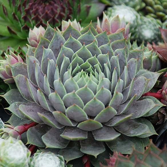 Sempervivum Chick Charms Berry Blues - Pépinière La Forêt