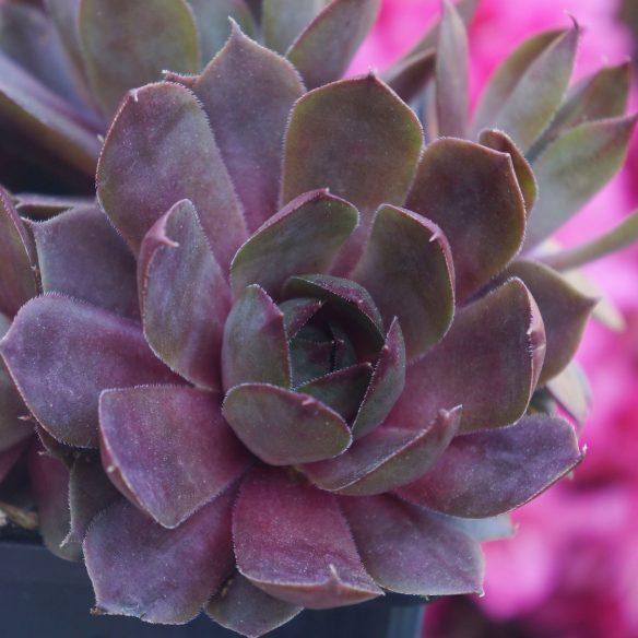 Sempervivum Chick Charms Plum Parfait® - Pépinière La Forêt