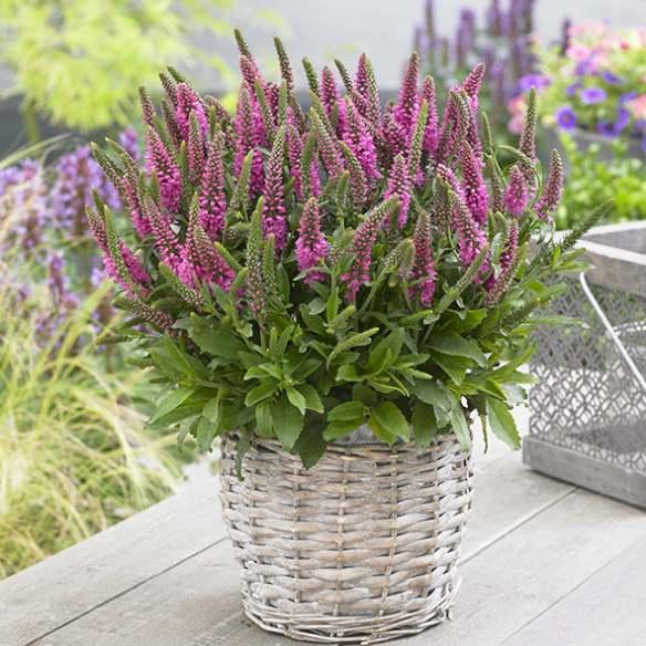 Veronica spicata Bubblegum Candles® - Pépinière La Forêt