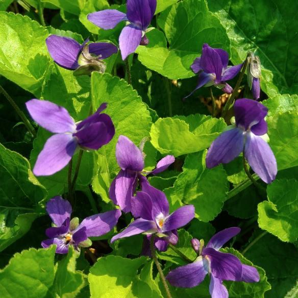 Viola odorata Köningin Charlotte - Pépinière La Forêt