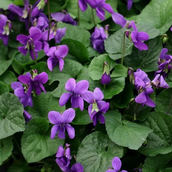 Viola odorata Köningin Charlotte - Pépinière La Forêt