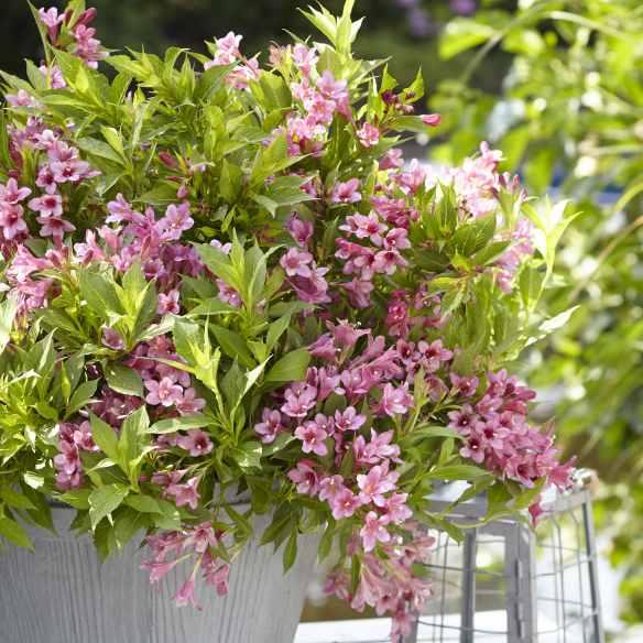 Weigela hybride Picobella Rosa® - Pépinière La Forêt