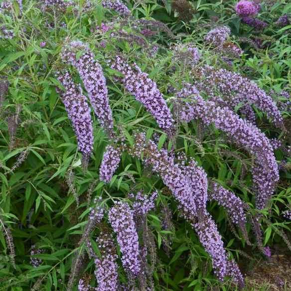 Buddleia Wisteria Lane® - Pépinière La Forêt