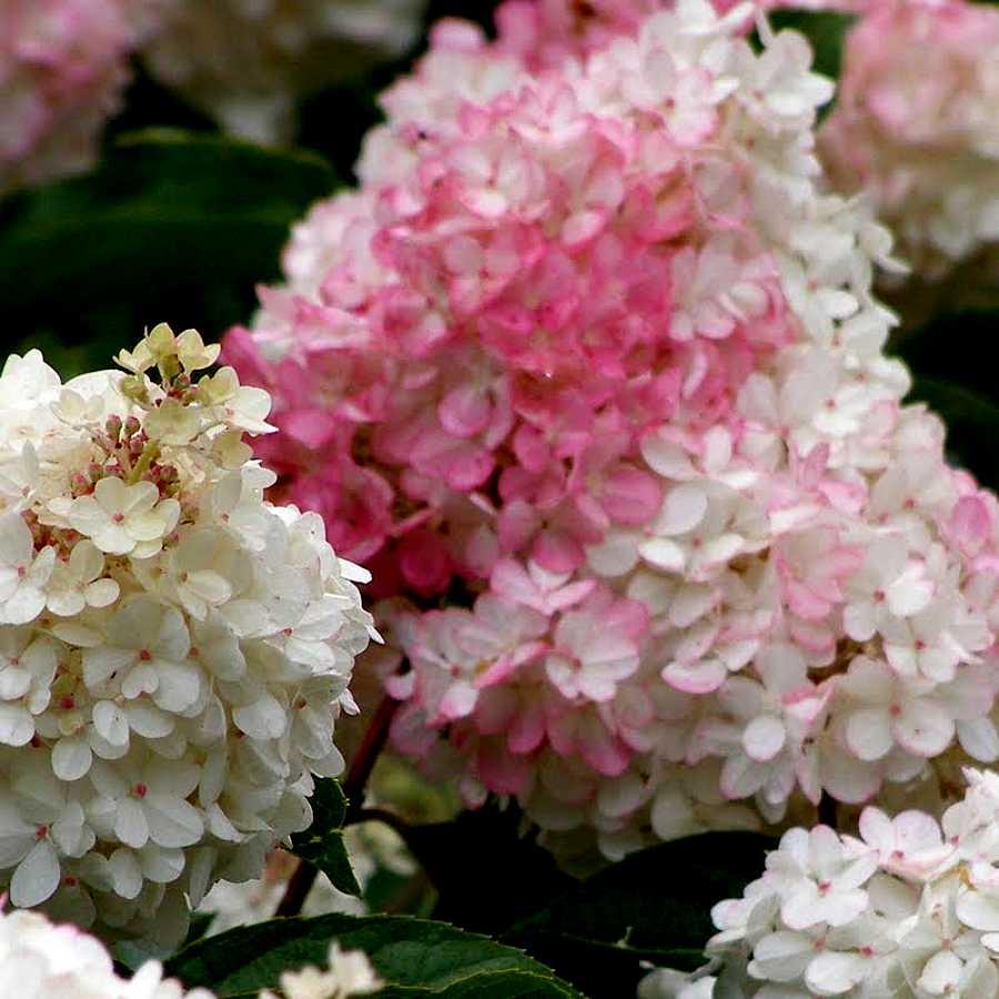 Hydrangea paniculata vanille fraise - Pépinière La Forêt