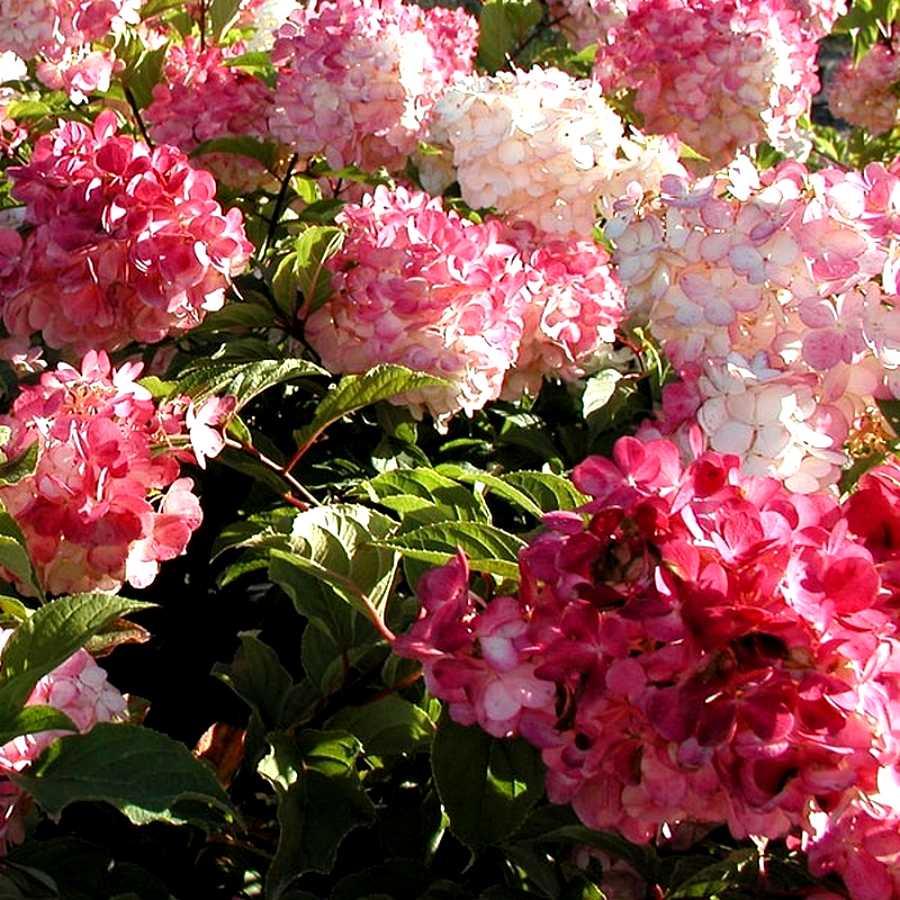 Hydrangea paniculata vanille fraise - Pépinière La Forêt