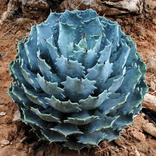 AGAVE isthmensis - Pépinière La Forêt