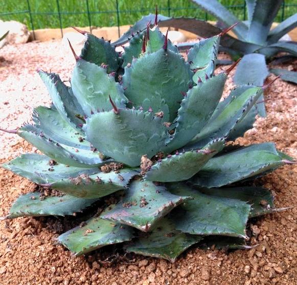 AGAVE isthmensis - Pépinière La Forêt