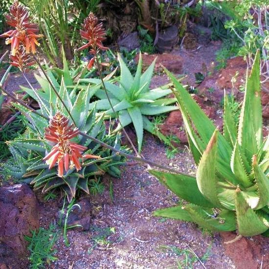 ALOE Harlana - Pépinière La Forêt