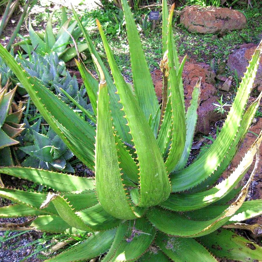 ALOE Harlana - Pépinière La Forêt