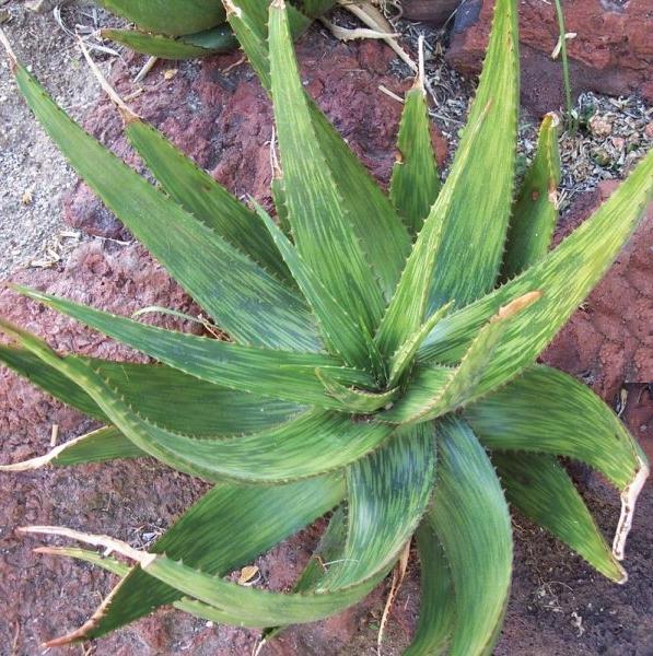 ALOE Harlana - Pépinière La Forêt