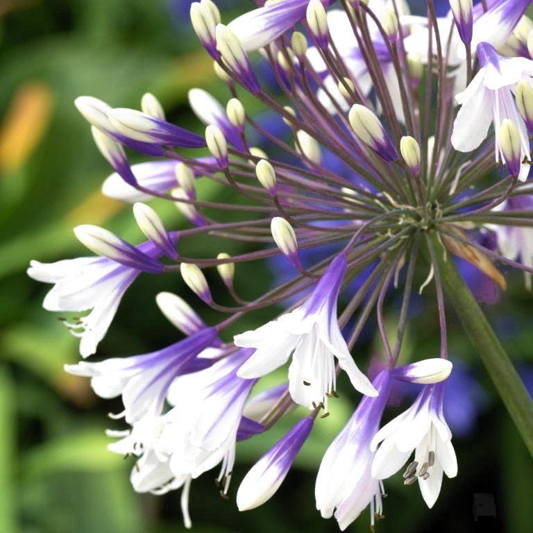 AGAPANTHUS Fireworks ®  - Pépinière La Forêt