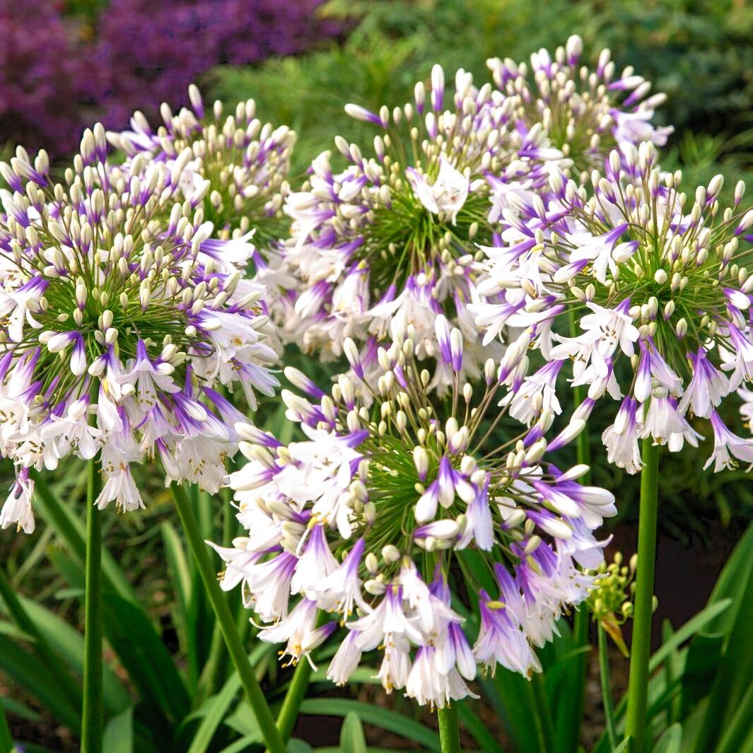 AGAPANTHUS Fireworks ®  - Pépinière La Forêt