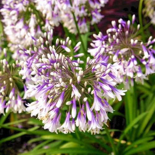 AGAPANTHUS Fireworks ®  - Pépinière La Forêt