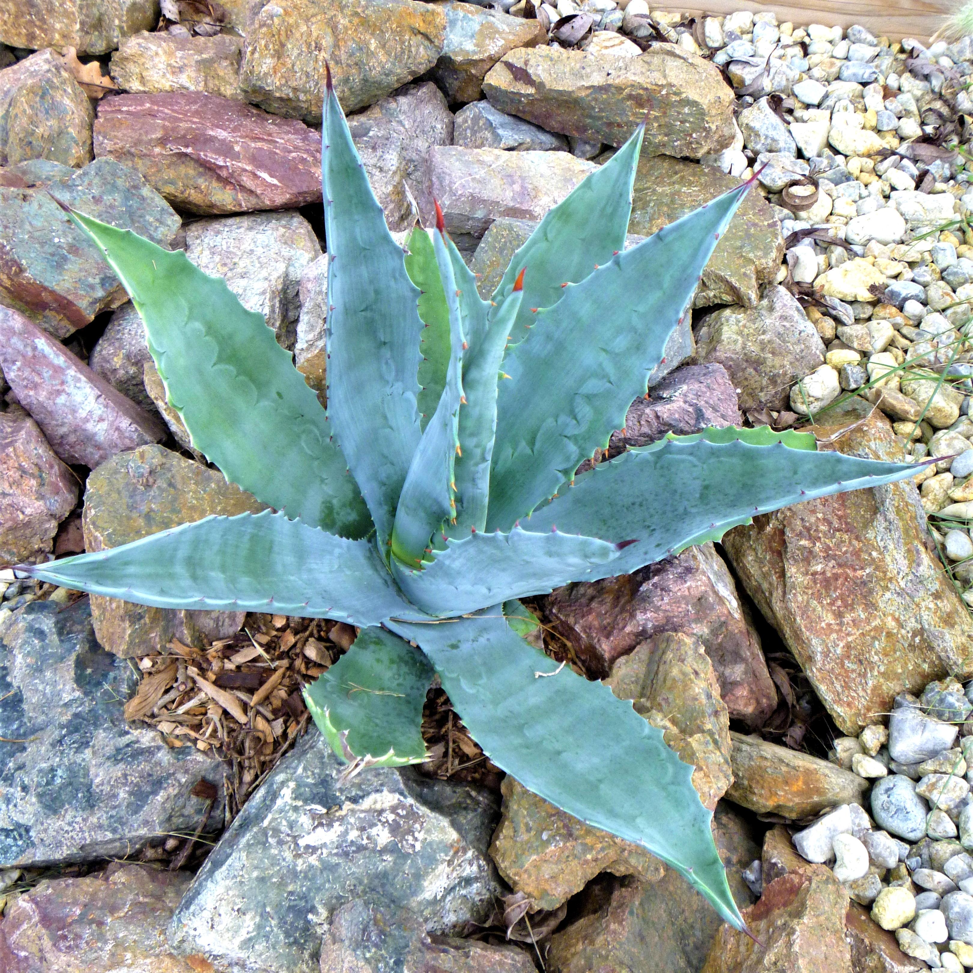 AGAVE AMERICANA - Pépinière La Forêt