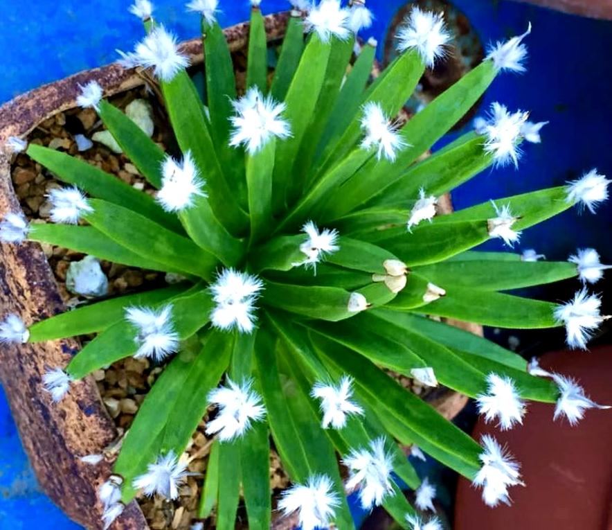 AGAVE ALBOPILOSA  'TUFTS' - Pépinière La Forêt