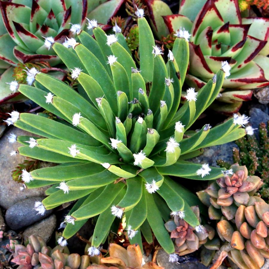 AGAVE ALBOPILOSA  'TUFTS' - Pépinière La Forêt