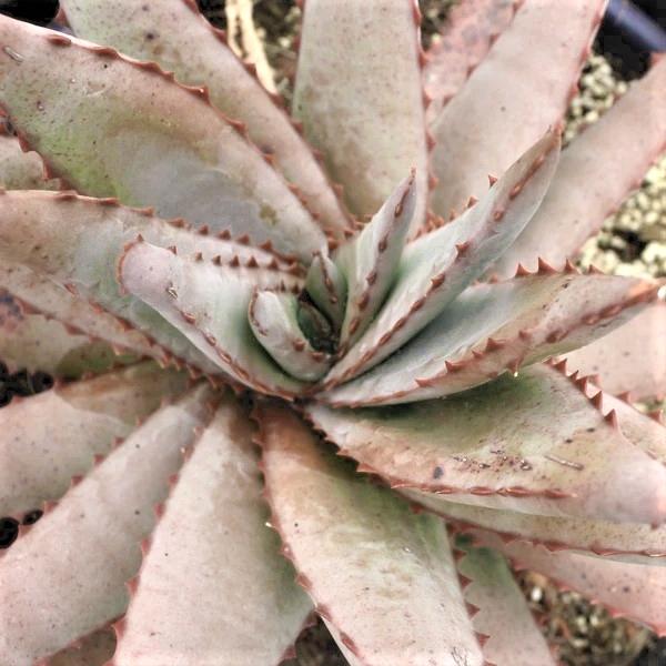 ALOE conifera Twirl - Pépinière La Forêt