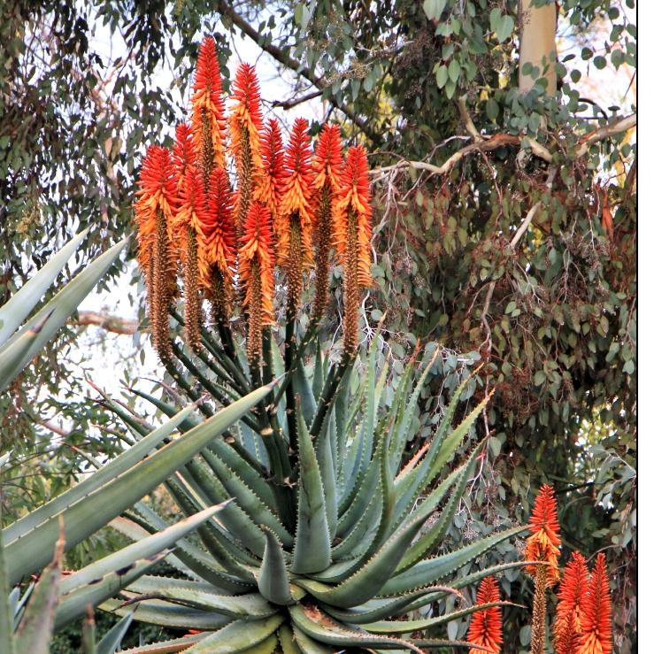 ALOE TANGERINE - Pépinière La Forêt