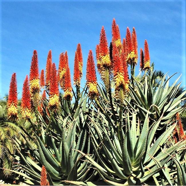 ALOE TANGERINE - Pépinière La Forêt