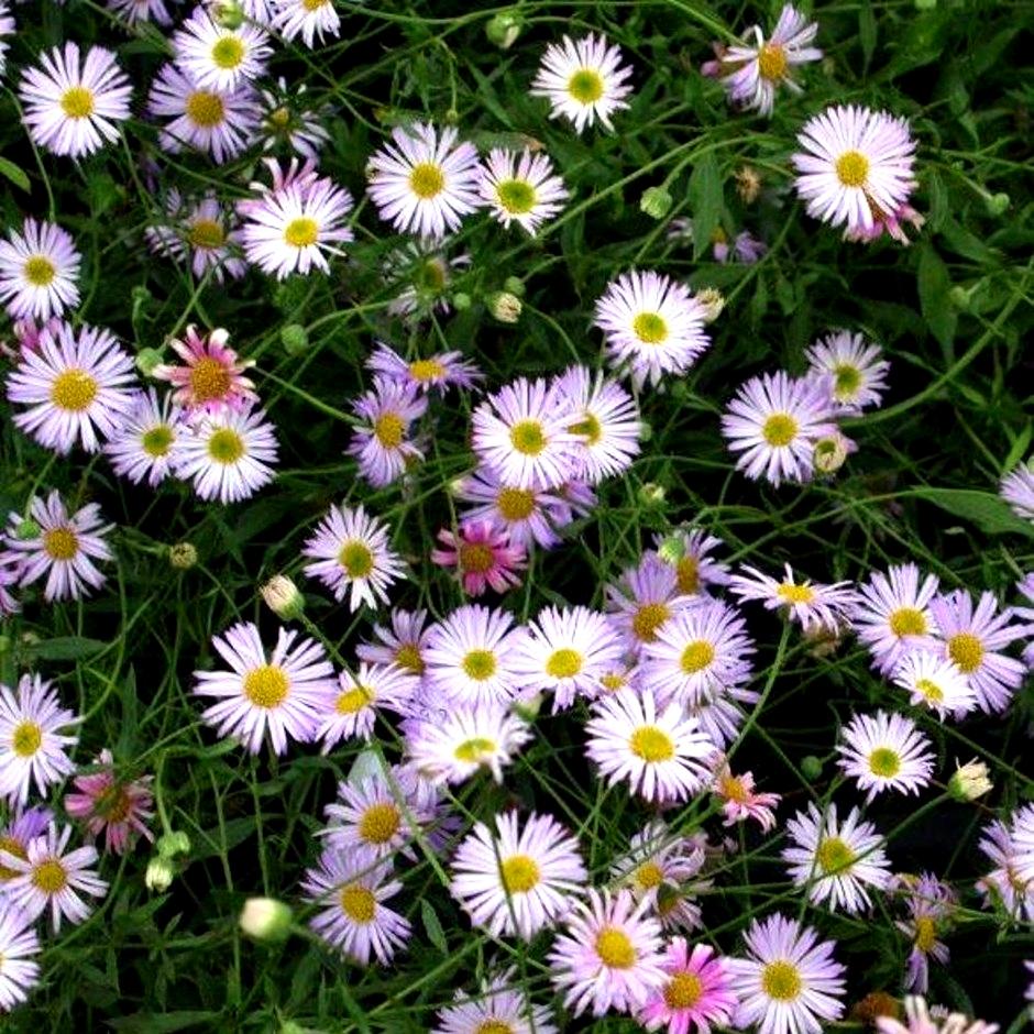 ERIGERON Lavender Lady - Pépinière La Forêt