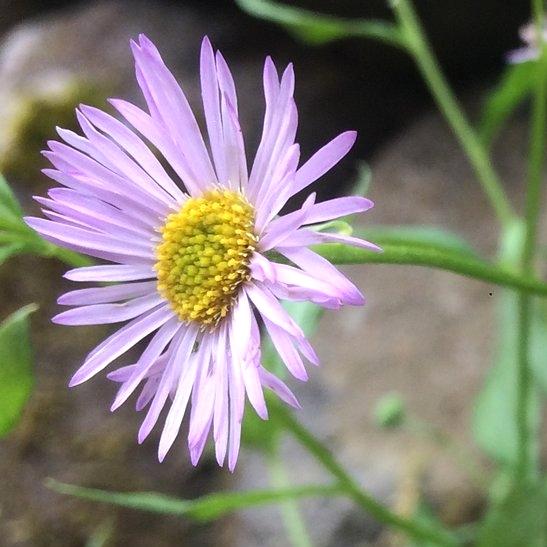 ERIGERON Lavender Lady - Pépinière La Forêt