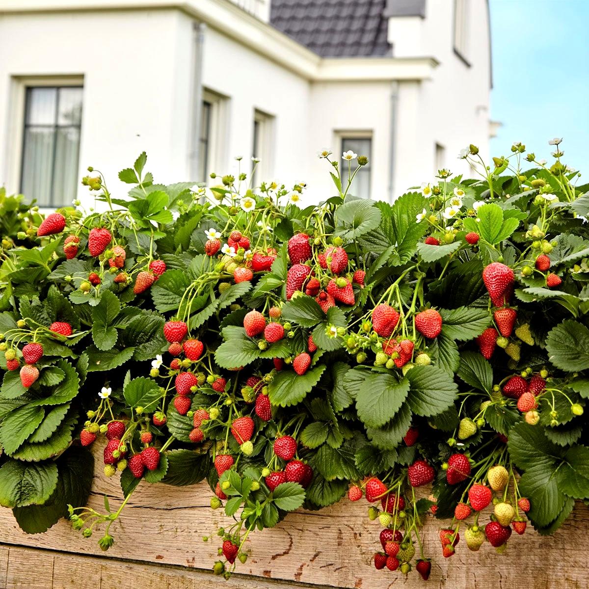 FRAGARIA ANANASSA DELIZZ - Pépinière La Forêt