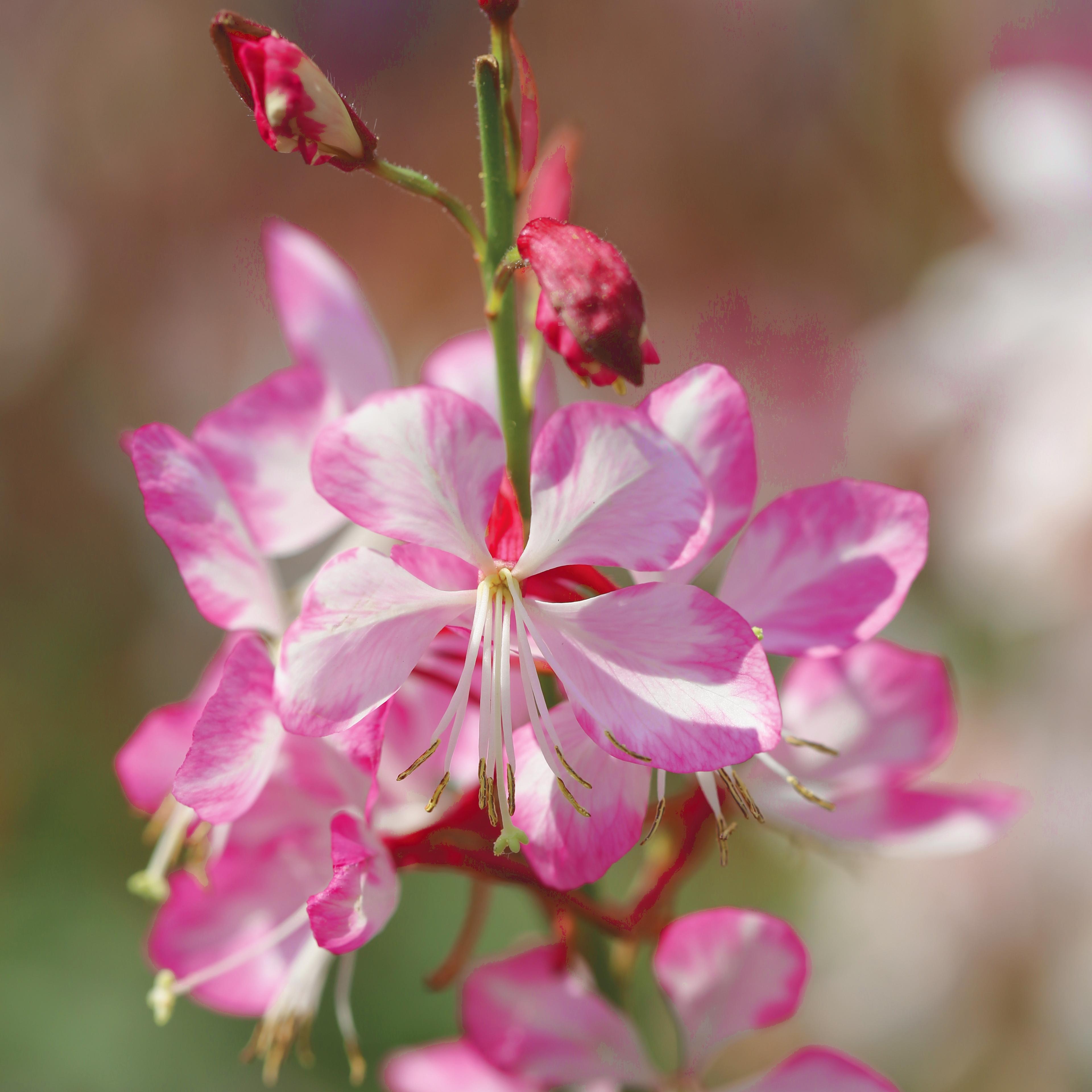 GAURA GAURIELLA BICOLOR - Pépinière La Forêt