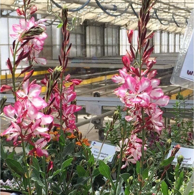 GAURA GAURIELLA BICOLOR - Pépinière La Forêt