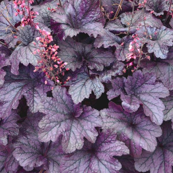 HEUCHERA Grape Timeless ® - Pépinière La Forêt