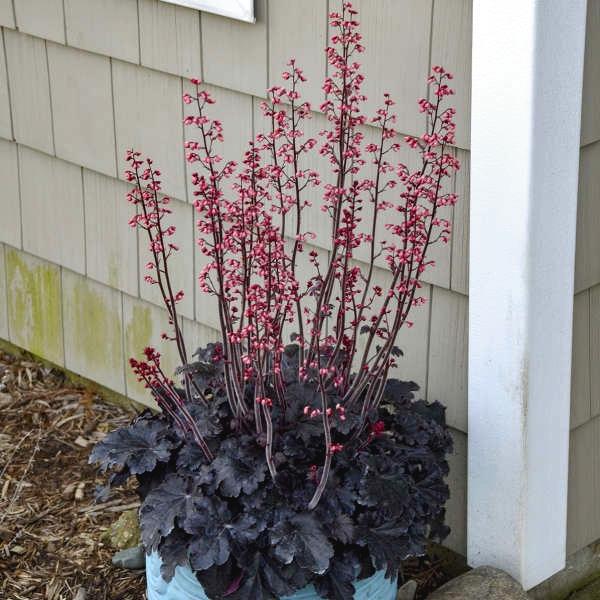 HEUCHERA Timeless Night ® - Pépinière La Forêt