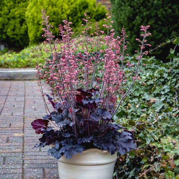 HEUCHERA Timeless Night ® - Pépinière La Forêt