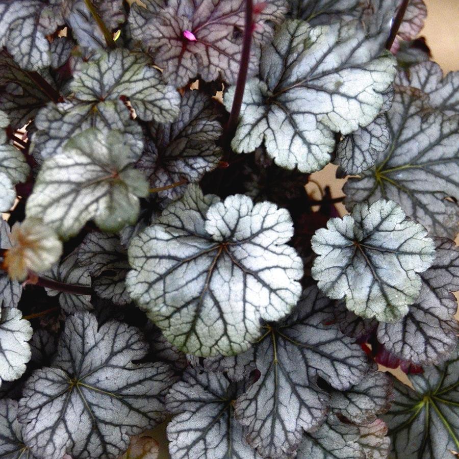 HEUCHERA Timeless Treasure ®  - Pépinière La Forêt